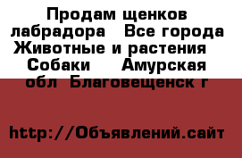 Продам щенков лабрадора - Все города Животные и растения » Собаки   . Амурская обл.,Благовещенск г.